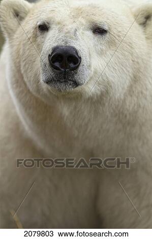 Polar Bear, Churchill, Manitoba. View Large Photo Image Stock Image - Polar Bear, Churchill, Manitoba.. Fotosearch