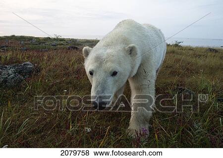 Polar Bear, Churchill, Manitoba. View Large Photo Image Stock Photo - Polar Bear, Churchill, Manitoba.. Fotosearch