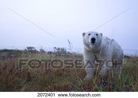 Stock Image - Polar Bear Crossing Field, Churchill, Manitoba, Canada. Fotosearch