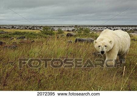 Polar Bear Crossing Field, Churchill, Manitoba, Canada View Large Photo Image Stock Photography - Polar Bear Crossing Field, Churchill, Manitoba, Canada. Fotosearch