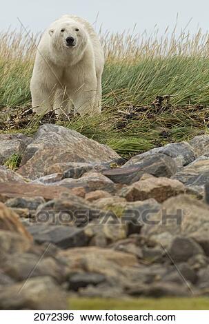 Polar Bear Crossing Rocky Field, Churchill, Manitoba, Canada View Large Photo Image Stock Photograph - Polar Bear Crossing Rocky Field, Churchill, Manitoba, Canada. Fotosearch