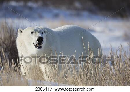 Stock Photo - Polar Bear In The Sunshine; Churchill Manitoba Canada. Fotosearch