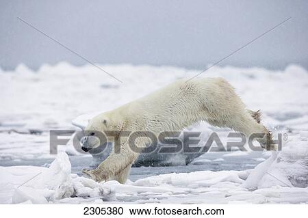 Stock Image - Polar Bear Jumping Across An Ice Floe; Churchill Manitoba Canada. Fotosearch