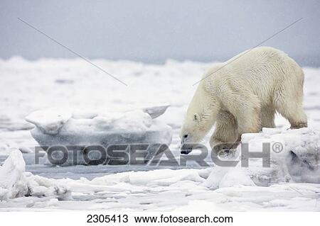 Stock Image - Polar Bear Jumping Across An Ice Floe; Churchill Manitoba Canada. Fotosearch