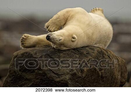Stock Photo - Polar Bear Laying On Rock, Manitoba, Canada. Fotosearch