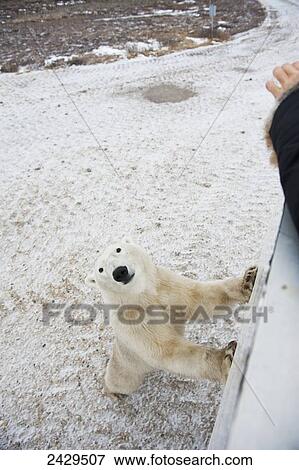 Polar bear leaning against a tundra buggy; Churchill, Manitoba, Canada View Large Photo Image Stock Photo - Polar bear leaning against a tundra buggy; Churchill, Manitoba, Canada. Fotosearch