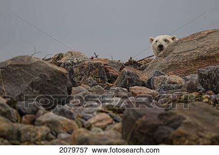 Polar Bear Looking From Behind A Rock, Manitoba. View Large Photo Image Stock Photo - Polar Bear Looking From Behind A Rock, Manitoba.. Fotosearch