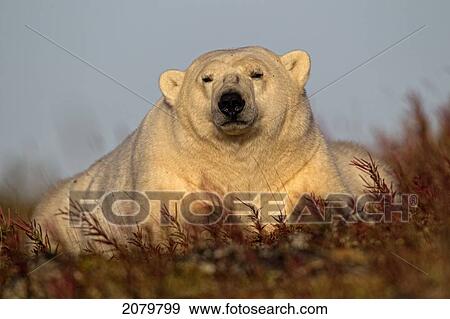 Polar Bear, Manitoba. View Large Photo Image Stock Photo - Polar Bear, Manitoba.. Fotosearch