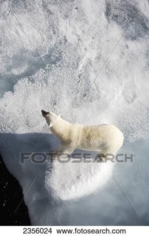 Picture - Polar bear on melting sea ice, high angle view from cruise ship; Svalbard, Norway. Fotosearch