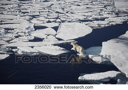 Polar bear on melting sea ice, high angle view from cruise ship; Svalbard, Norway View Large Photo Image Stock Image - Polar bear on melting sea ice, high angle view from cruise ship; Svalbard, Norway. Fotosearch