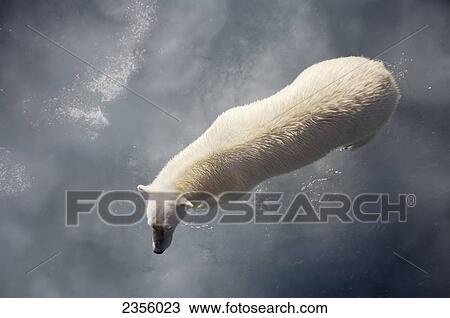 Stock Image - Polar bear on melting sea ice, high angle view from cruise ship; Svalbard, Norway. Fotosearch