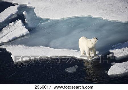 Polar bear on melting sea ice, high angle view from cruise ship; Svalbard, Norway View Large Photo Image Stock Photo - Polar bear on melting sea ice, high angle view from cruise ship; Svalbard, Norway. Fotosearch