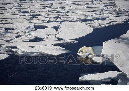 Polar bear on melting sea ice, high angle view from cruise ship; Svalbard, Norway View Large Photo Image Stock Photo - Polar bear on melting sea ice, high angle view from cruise ship; Svalbard, Norway. Fotosearch