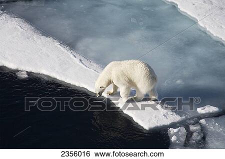 Polar bear on melting sea ice, high angle view from cruise ship; Svalbard, Norway View Large Photo Image Stock Photograph - Polar bear on melting sea ice, high angle view from cruise ship; Svalbard, Norway. Fotosearch