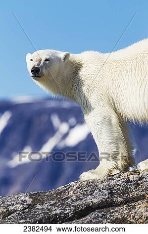 Polar bear on rocky island; Svalbard, Norway View Large Photo Image Picture - Polar bear on rocky island; Svalbard, Norway. Fotosearch