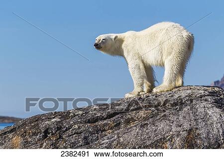 Stock Image - Polar bear on rocky island; Svalbard, Norway. Fotosearch