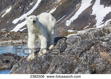 Polar bear on rocky island; Svalbard, Norway View Large Photo Image Stock Photograph - Polar bear on rocky island; Svalbard, Norway. Fotosearch