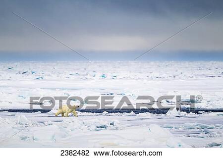 Stock Image - Polar bear on the pack ice in the Svalbard archipelago; Svalbard, Norway. Fotosearch
