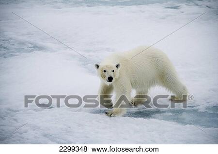 Stock Photo - Polar Bear On The Sea Ice In Baffin Bay Of The West Coast Of Greenland.. Fotosearch