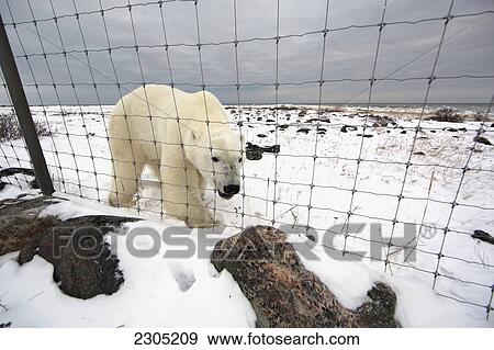 Stock Photo - Polar Bear Outside The Fence Of Seal River Lodge; Churchill Manitoba Canada. Fotosearch