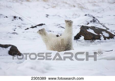 Stock Photo - Polar Bear Rolling Around In The Snow; Churchill Manitoba Canada. Fotosearch