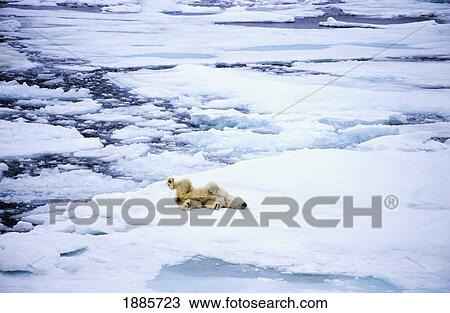 Polar Bear Rolling Around On Glacier View Large Photo Image Stock Image - Polar Bear Rolling Around On Glacier. Fotosearch