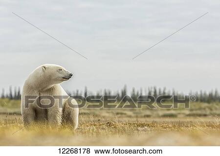 Polar bear sitting by the coast of Hudson Bay; Manitoba, Canada View Large Photo Image Stock Photo - Polar bear sitting by the coast of Hudson Bay; Manitoba, Canada. Fotosearch