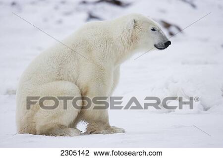Polar Bear Sitting In The Snow; Churchill Manitoba Canada View Large Photo Image Stock Image - Polar Bear Sitting In The Snow; Churchill Manitoba Canada. Fotosearch