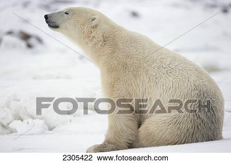 Polar Bear Sitting In The Snow; Churchill Manitoba Canada View Large Photo Image Stock Image - Polar Bear Sitting In The Snow; Churchill Manitoba Canada. Fotosearch