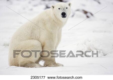 Polar Bear Sitting In The Snow; Churchill Manitoba Canada View Large Photo Image Stock Photo - Polar Bear Sitting In The Snow; Churchill Manitoba Canada. Fotosearch