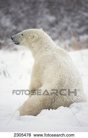 Polar Bear Sitting In The Snow; Churchill Manitoba Canada View Large Photo Image Stock Photo - Polar Bear Sitting In The Snow; Churchill Manitoba Canada. Fotosearch