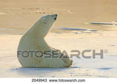 Polar Bear Sitting On The Ice, Churchill, Manitoba View Large Photo Image Stock Image - Polar Bear Sitting On The Ice, Churchill, Manitoba. Fotosearch