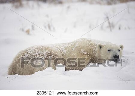 Polar Bear Sleeping In The Snow; Churchill Manitoba Canada View Large Photo Image Stock Image - Polar Bear Sleeping In The Snow; Churchill Manitoba Canada. Fotosearch