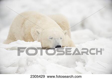 Stock Photo - Polar Bear Sleeping In The Snow; Churchill Manitoba Canada. Fotosearch