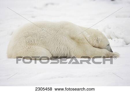 Polar Bear Sleeping In The Snow; Churchill Manitoba Canada View Large Photo Image Stock Photo - Polar Bear Sleeping In The Snow; Churchill Manitoba Canada. Fotosearch