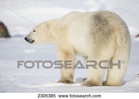 Stock Photography - Polar Bear Standing In The Snow In The Sunshine; Churchill Manitoba Canada. Fotosearch