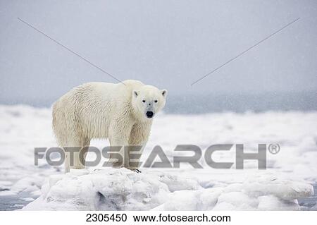 Polar Bear Standing In The Snow; Churchill Manitoba Canada View Large Photo Image Stock Image - Polar Bear Standing In The Snow; Churchill Manitoba Canada. Fotosearch