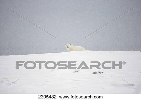 Polar Bear Standing In The Snow; Churchill Manitoba Canada View Large Photo Image Stock Image - Polar Bear Standing In The Snow; Churchill Manitoba Canada. Fotosearch