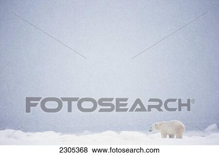 Polar Bear Standing In The Snow; Churchill Manitoba Canada View Large Photo Image Stock Photo - Polar Bear Standing In The Snow; Churchill Manitoba Canada. Fotosearch