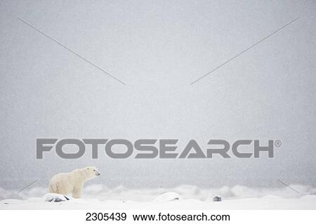 Stock Photo - Polar Bear Standing In The Snow; Churchill Manitoba Canada. Fotosearch