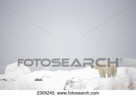 Polar Bear Standing On The Ice On Hudson's Bay; Churchill Manitoba Canada View Large Photo Image Stock Photography - Polar Bear Standing On The Ice On Hudson's Bay; Churchill Manitoba Canada. Fotosearch