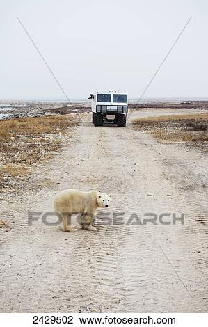 Stock Image - Polar bear standing on the road in front of a tundra buggy; Churchill, Manitoba, Canada. Fotosearch