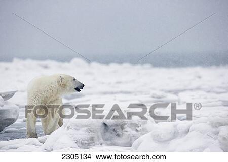 Picture - Polar Bear Swimming In The Icy Waters Of Hudson's Bay; Churchill Manitoba Canada. Fotosearch