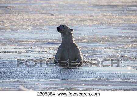 Polar Bear Swimming In The Icy Waters Of Hudson's Bay; Churchill Manitoba Canada View Large Photo Image Picture - Polar Bear Swimming In The Icy Waters Of Hudson's Bay; Churchill Manitoba Canada. Fotosearch