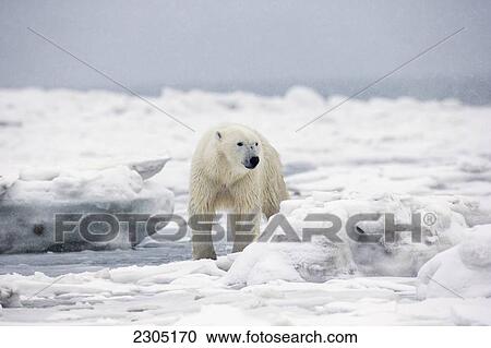 Stock Image - Polar Bear Swimming In The Icy Waters Of Hudson's Bay; Churchill Manitoba Canada. Fotosearch