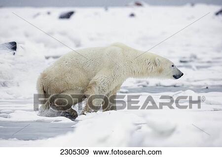 Stock Photo - Polar Bear Swimming In The Icy Waters Of Hudson's Bay; Churchill Manitoba Canada. Fotosearch