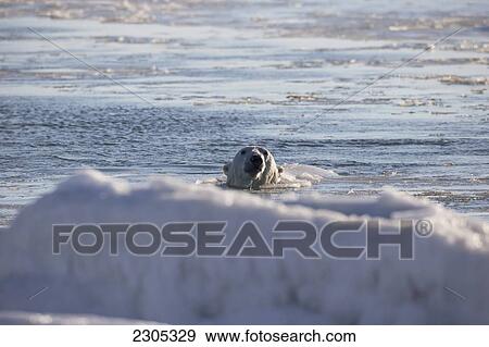 Stock Photo - Polar Bear Swimming In The Icy Waters Of Hudson's Bay; Churchill Manitoba Canada. Fotosearch