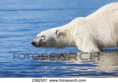 Polar bear swims in the arctic waters off Svalbard; Svalbard, Norway View Large Photo Image Stock Photo - Polar bear swims in the arctic waters off Svalbard; Svalbard, Norway. Fotosearch