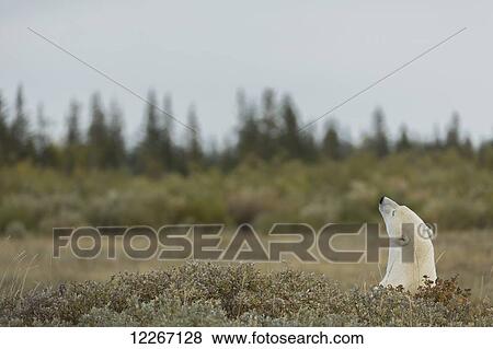 Stock Photo - Polar bear (ursus maritimes) sticking its head above the foliage; Manitoba, Canada. Fotosearch