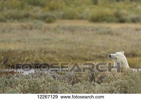 Stock Photo - Polar bear (ursus maritimes) sticking its head above the foliage; Manitoba, Canada. Fotosearch